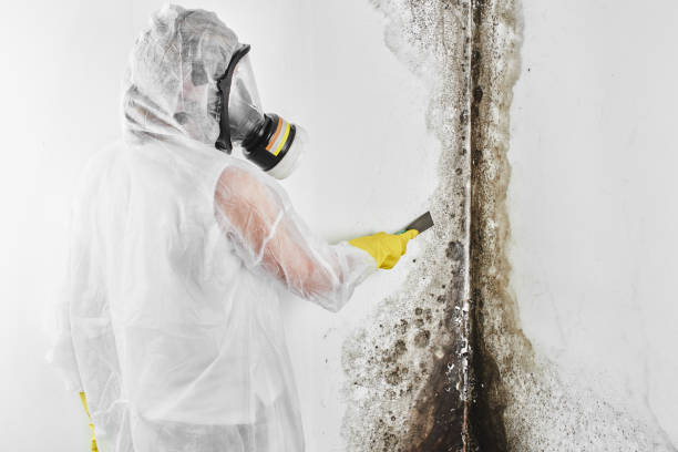 Best HVAC Mold Remediation in Colfax, LA