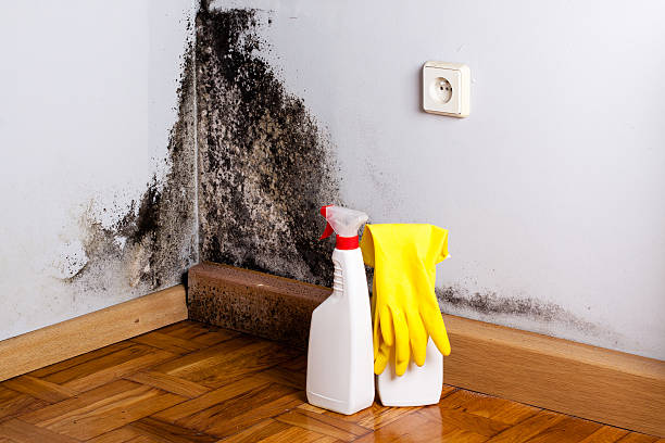 Best Post-Flood Mold Remediation in Colfax, LA